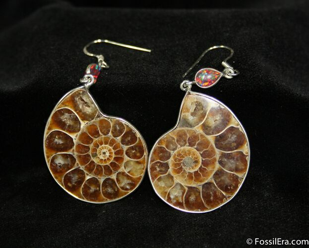 Ammonite Earrings #635